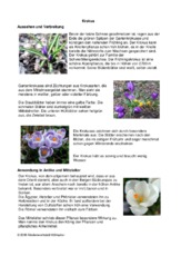 Steckbrief-Krokus.pdf